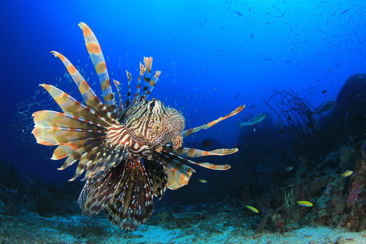 Lionfish around Anna Maria Island