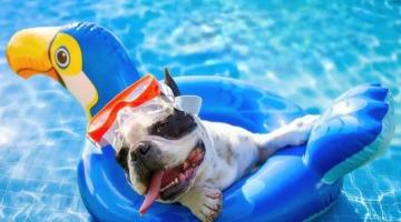 Anna Maria Island Pet Friendly Vacation Rentals